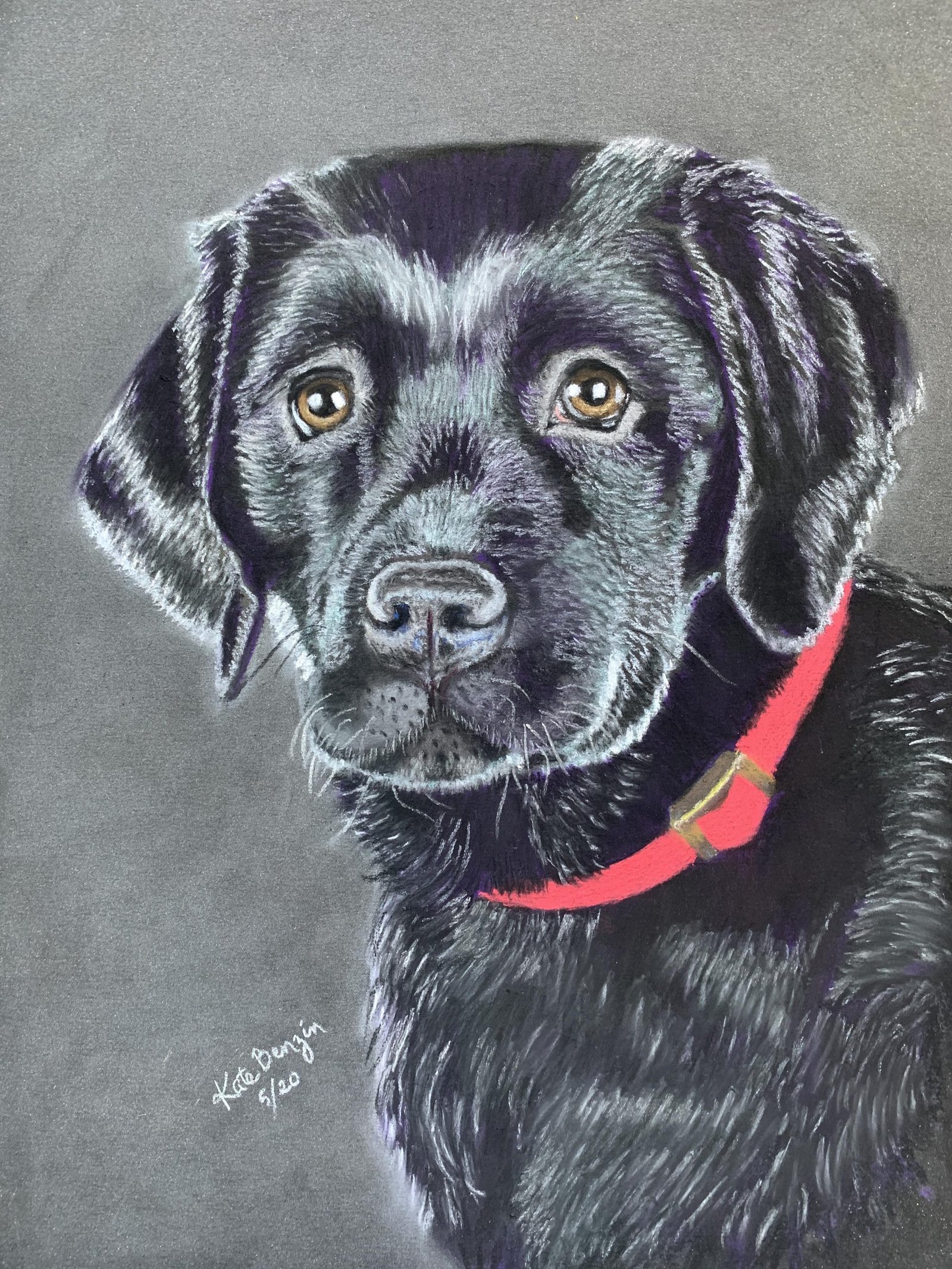 Black Labrador