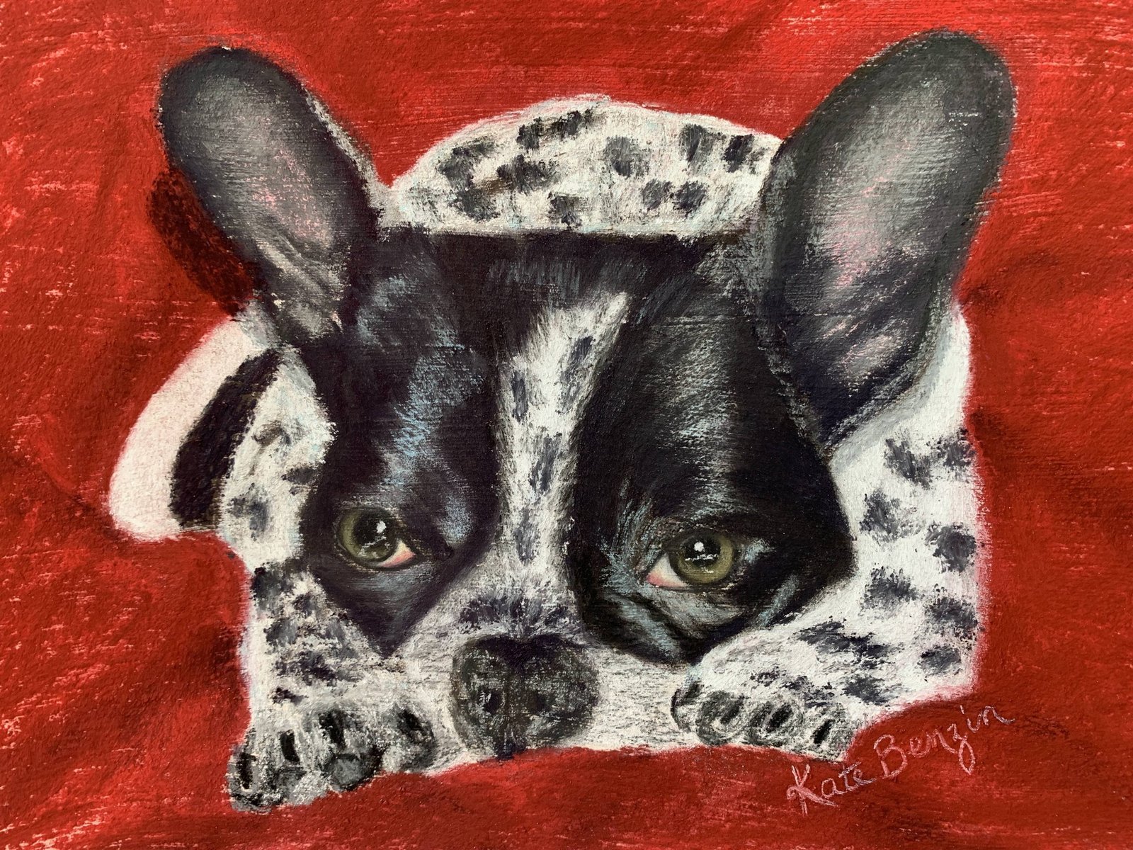 Black and white French Bulldog