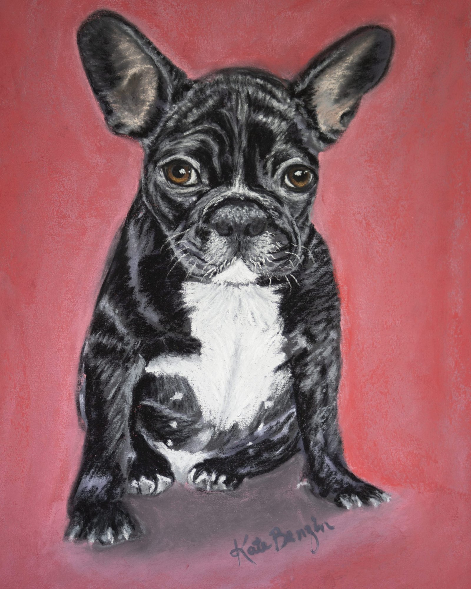 Black French Bulldog