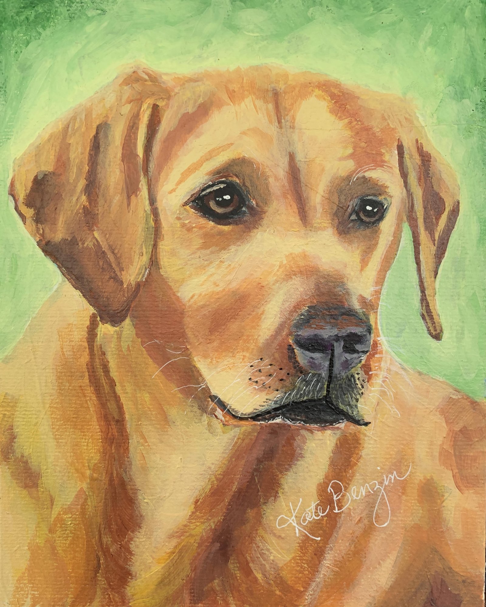 Yellow Labrador Retriever
